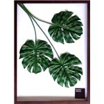 《リーフパネル》F-style Frame Monstera deliciosa(モンステラデリシオサ) 《リーフパネル》F-style Frame Monstera deliciosa(モンステラデリシオサ)