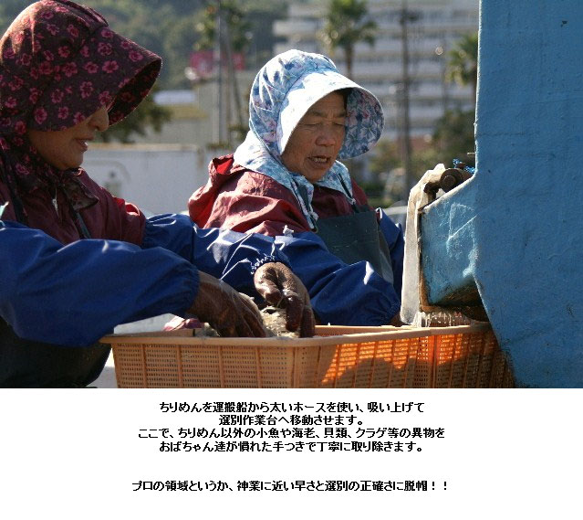 「生ちりめん」極鮮冷凍