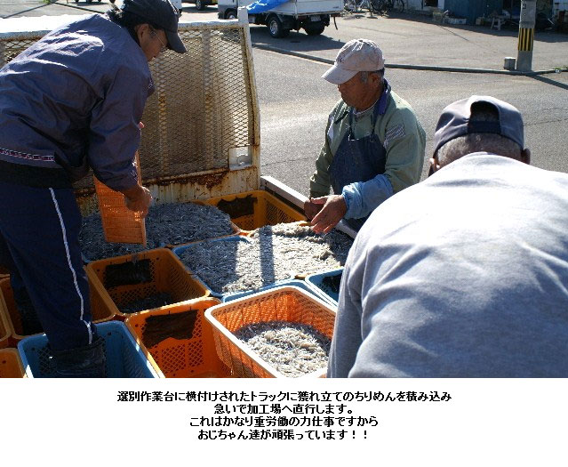 「生ちりめん」極鮮冷凍
