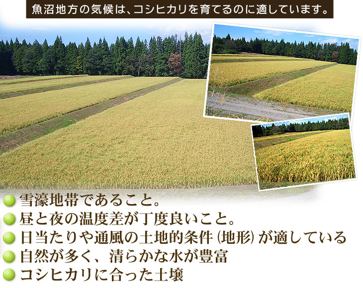 平成22年新米新潟県魚沼産コシヒカリ