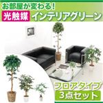 お部屋が変わる！光触媒インテリアグリーン3点セット【フロアタイプ】 モダン