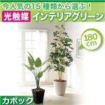 今人気の15種類から選ぶ光触媒インテリアグリーン【カポック180】