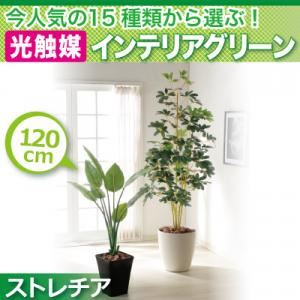 今人気の15種類から選ぶ光触媒インテリアグリーン【ストレチア120】