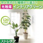 今人気の15種類から選ぶ光触媒インテリアグリーン【ストレチア120】