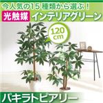 今人気の15種類から選ぶ光触媒インテリアグリーン【パキラトピアリー120】