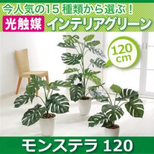 今人気の15種類から選ぶ光触媒インテリアグリーン【モンステラ120】