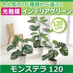 今人気の15種類から選ぶ光触媒インテリアグリーン【モンステラ120】
