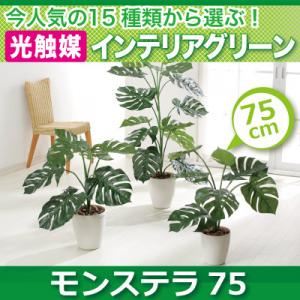 今人気の15種類から選ぶ光触媒インテリアグリーン【モンステラ75】 - 拡大画像