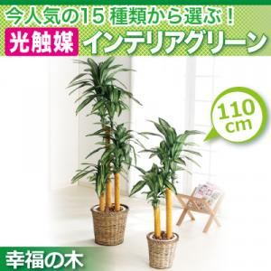 今人気の15種類から選ぶ光触媒インテリアグリーン【幸福の木110】