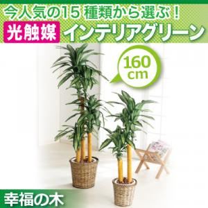 今人気の15種類から選ぶ光触媒インテリアグリーン【幸福の木160】