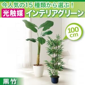 今人気の15種類から選ぶ光触媒インテリアグリーン【黒竹100】