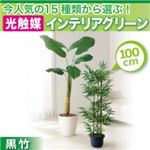 今人気の15種類から選ぶ光触媒インテリアグリーン【黒竹100】