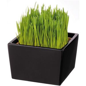 Pet Grass 専用鉢カバー ブラック