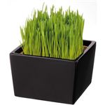 Pet Grass 専用鉢カバー ブラック