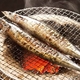 【10月31日で終了】特大トロ秋刀魚 4kg(18本〜24本) - 縮小画像1