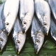 【10月31日で終了】特大トロ秋刀魚 4kg(18本〜24本) - 縮小画像3