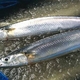 【10月31日で終了】特大トロ秋刀魚 4kg(18本〜24本) - 縮小画像6