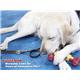 【ペット用】Nylabone パズルボーン S - 縮小画像2