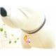 �ڥڥå��ѡ�PETSTEP���٥롡�ѡ��롡�ԥ�
