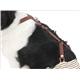 【ペット用】ペティオ　老犬介護用　おむつパンツ　2L - 縮小画像3