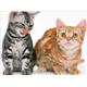 【ペット用】ユーカヌバ キャット 子猫用 350g - 縮小画像3