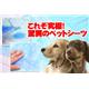 【ペット用】業務用 シーツ レギュラースリム RS-480 - 縮小画像2