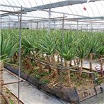 �_�C�G�b�g�T�|�[�g�T�v�������g ���^�{���� �Ɂi����݁j100�� �摜4