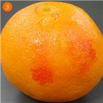 �|�V�F�@�N�����W���O�I�C���y2�{�g�z �摜6