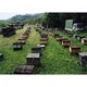 花田養蜂園の究極のこだわり完熟蜂蜜２種セット - 縮小画像3