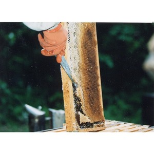 花田養蜂園の究極のこだわり完熟蜂蜜2種セット
