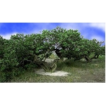 �}�X�e�B�b�N�V�����v�[�@2�{�Z�b�g �摜2