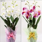 【在庫処分特価】光触媒カトレア ホワイト 