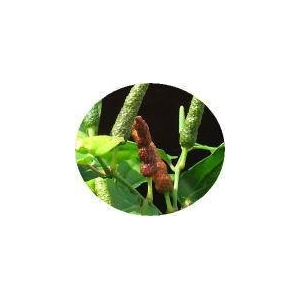 まるごと苦丁茶プラス　【5個セット】