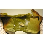 �ڿ����̵�������ݤΤ���������㤹�����ġ�������