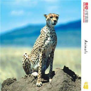 写真素材 売切り写真館 JFI48 動物たち - 拡大画像