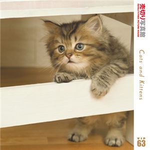 写真素材 売切り写真館 VIP63 猫ちゃんたち - 拡大画像