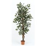 観葉植物/フェイクグリーン 【フィカス B】 6号鉢対応 幅80cm 〔リビング ガーデニング〕