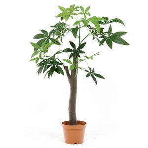 観葉植物 パキラ 朴の木タイプ 商品写真1