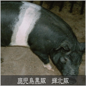 鹿児島黒豚 輝北豚 しゃぶしゃぶ用 もも500g