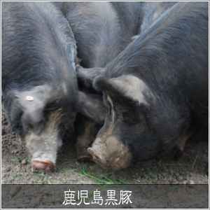 鹿児島黒豚 しゃぶしゃぶ(単品) うで500g