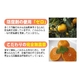 完全無農薬みかん 20kg - 縮小画像2