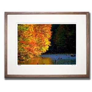 《アートフォトフレーム》紅葉飛散 〔自然写真・藤田稔〕(398585)