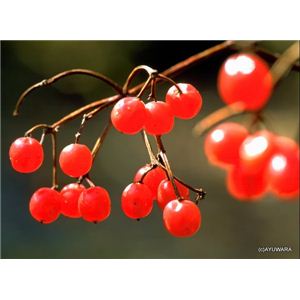 風景専門店あゆわら 《アートフォトフレーム》赤い実照る（カンボク） 〔自然写真・藤田稔〕 - 拡大画像