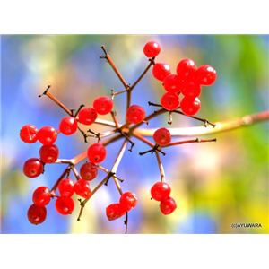 風景専門店あゆわら 《アートフォトフレーム》赤い実映える（カンボク） 〔自然写真・藤田稔〕 - 拡大画像