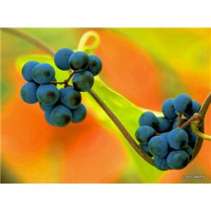 風景専門店あゆわら 《アートフォトフレーム》秋の青い実（アオツヅラフジ） 〔自然写真・藤田稔〕 - 拡大画像