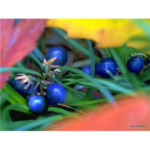 風景専門店あゆわら 《アートフォトフレーム》秋の青い実（ジャノヒゲ） 〔自然写真・藤田稔〕 - 拡大画像