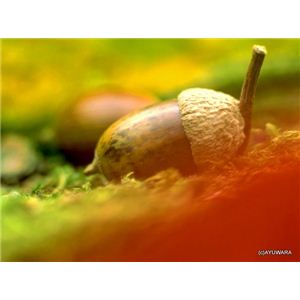 風景専門店あゆわら 《アートフォトフレーム》どんぐり秋色 〔自然写真・藤田稔〕 - 拡大画像