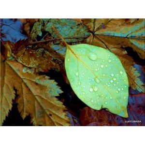 風景専門店あゆわら 《アートフォトフレーム》落ち葉の装い 〔自然写真・藤田稔〕 - 拡大画像