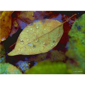 風景専門店あゆわら 《アートフォトフレーム》落ち葉の彩り 〔自然写真・藤田稔〕 - 拡大画像