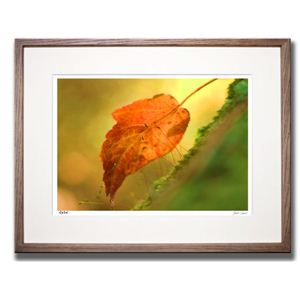 風景専門店あゆわら 《アートフォトフレーム》落ち葉光る 〔自然写真・藤田稔〕 - 拡大画像